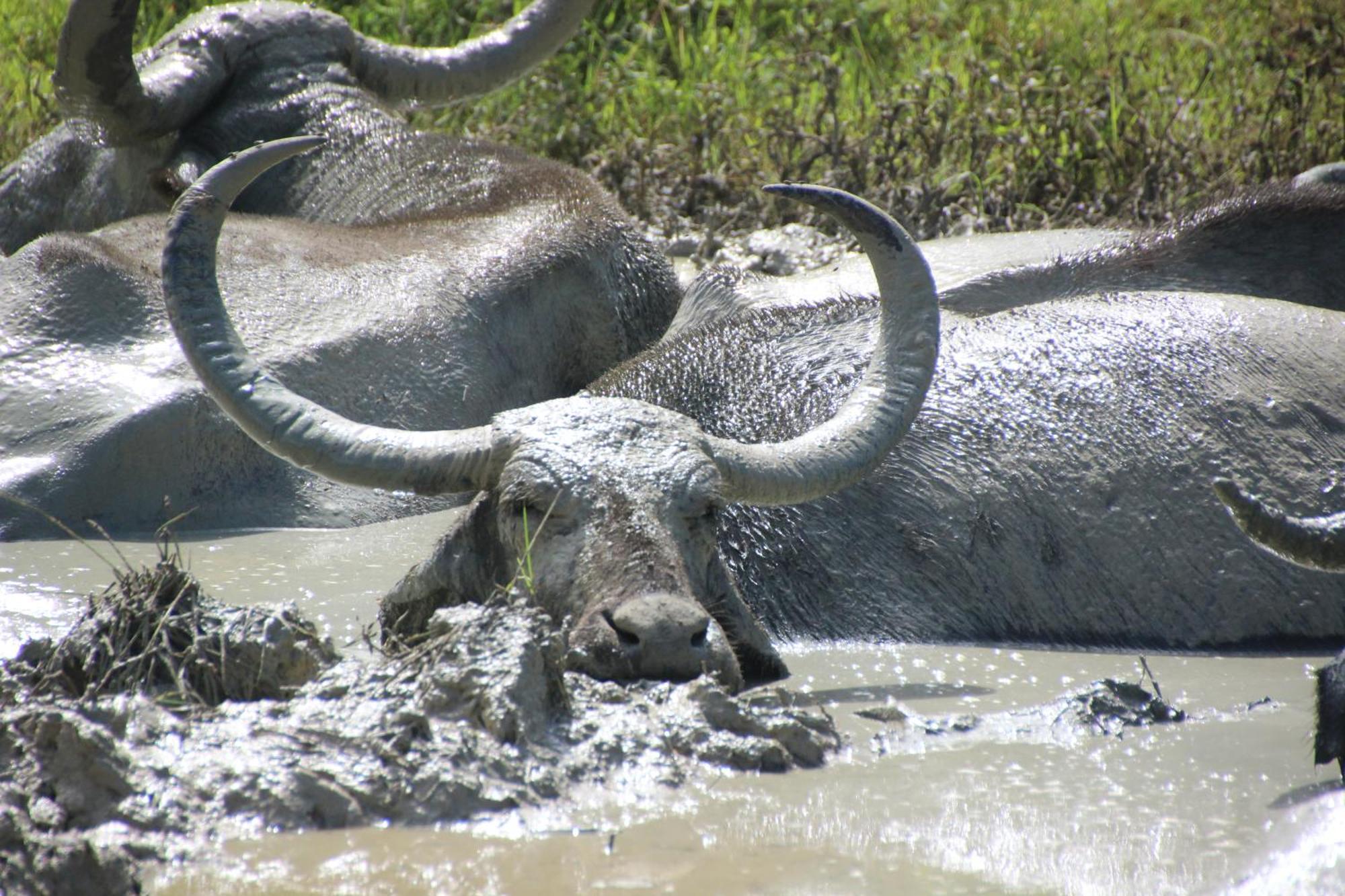 Udara Guest - Yala Safari Villa Dış mekan fotoğraf